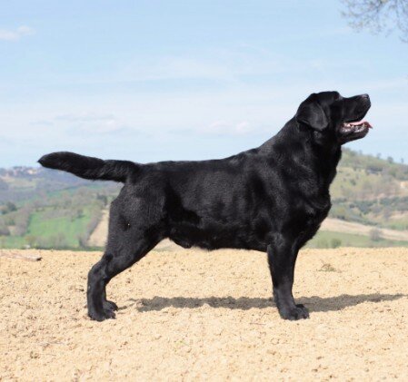 Labrador nero di profilo