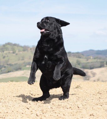 Labrador nero che corre