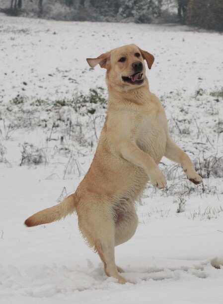 labrador salta nella neve